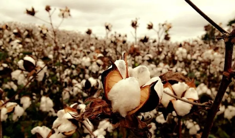 baby island cotton