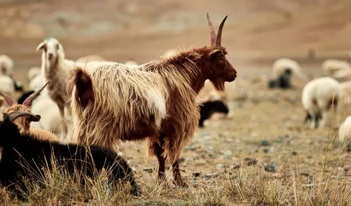 baby island goat