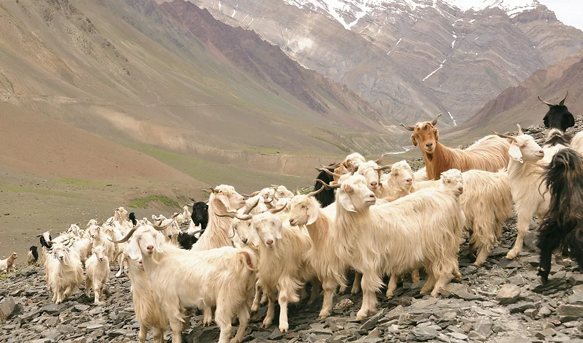 baby island goats