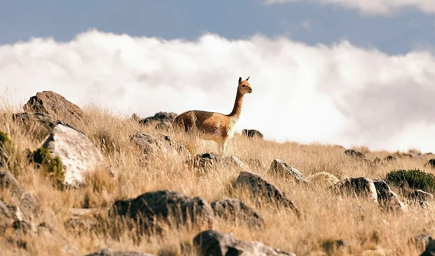 sea island vicuna animalswebp