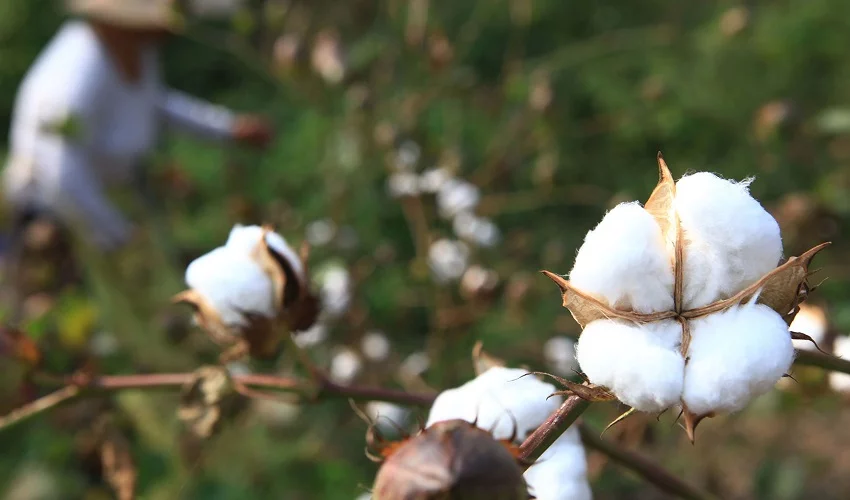 shapeland cotton